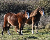 Newbourugh Ponies Ponies on the Newborough forest nature reserve on Anglesey, North Wales.