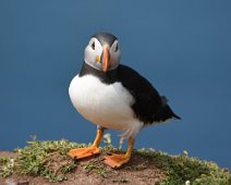 Puffin 10 Puffin on the edge of a cliff.