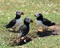 Puffin 15 Three Puffins near a burrow - three's a crown!