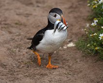 Puffin 9 Puffin carrying sand eels in it's beak to it's burrow.