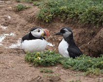 Puffing 4 Puffling appears from burrow next to watching parent.