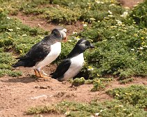 Puffling 3 Puffling having a look around as it's parent looks on.