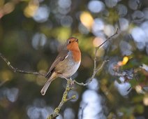 Robin 2 Morning Robin