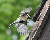 Great Tit 10 Great tit bringing grubs for it's chicks in the garage roof.