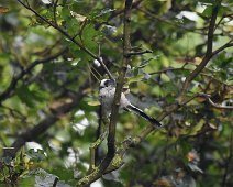 Longtailed Tit 1 Long-tailed tit in a tree.