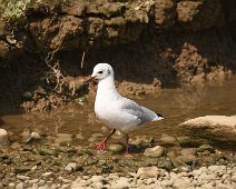 Black Headed Gull Black headed gull in winter plumage. Bit confusing when you can't see the black head - which is actually a dark brown in the summer time !