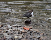 Dipper 1 Dipper perched on a rusty metal cylinder at the waters edge.