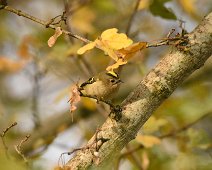 Goldcrest 1 Goldcrest in among the autumn leaves