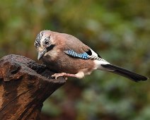 Jay 1 Looking for more peanuts