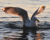 Gull 1 Evening sun on Seagul catching small crab for supper.