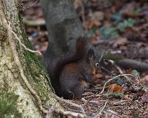 Red Squirrel 1 Sitting on the ground having a snack. Red squirrels can vary from pale beige to dark brown in colour.